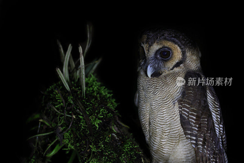 夜行鸟剪影:成年褐林鸮(Strix leptogrammica)